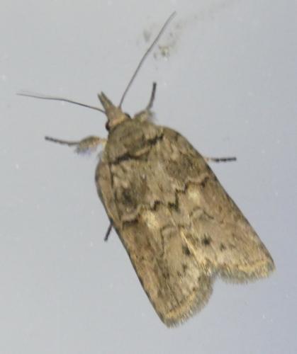 Réf. 306 461 : Nycteola sp.